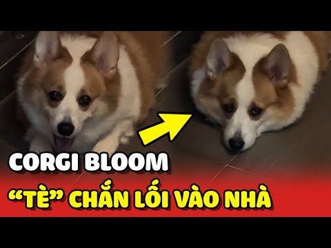 Corgi Bloom - Tè CHẮN ĐƯỜNG ĐI bắt mẹ bế vào nhà 😂