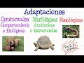 Adaptaciones de los Seres Vivos