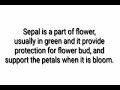 Understanding Saffron