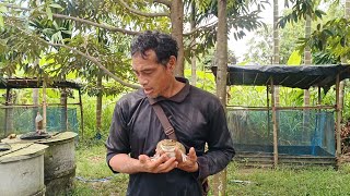 ชมทุเรียนหลังบ้าน ทุเรียนแม่ต้อย