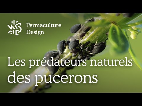 Pucerons, quels sont leurs prédateurs naturels ?