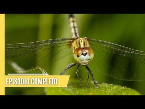 Descubrir las maravillas de la vida animal | Episodio Completo