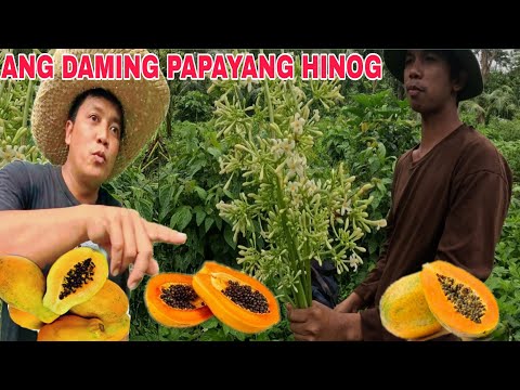 Nakakain ito??? Nahihinog na mga papaya sa gubat  Ano kaya itong nahukay namin ito