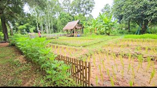 เกษตรสร้าง​สุข บนพื้นที่เล็กๆ​ เลี้ยงปลาวันแรก​ เก็บผลไม้ข้างบ่อเลี้ยงปลา​ ความสุขที่ไม่เหมือนใคร