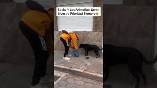 Salimos A Dar De Comer A Todos Los Perritos Abandonados😱🥺❤️