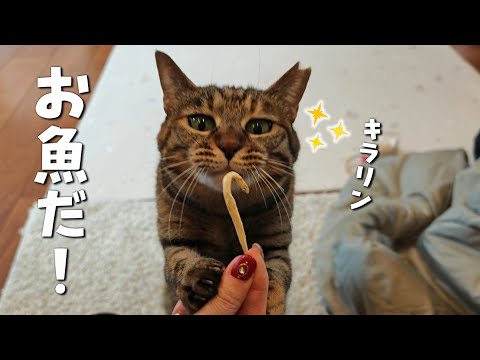 見つめながら可愛すぎるポーズを何度もしてくれる猫