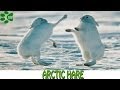 Arctic Hare Facts and Behavior