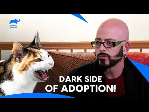 When Rescue Cat Adoption Goes Terribly Wrong! Owner Nightmare | My Cat From Hell | Animal Planet