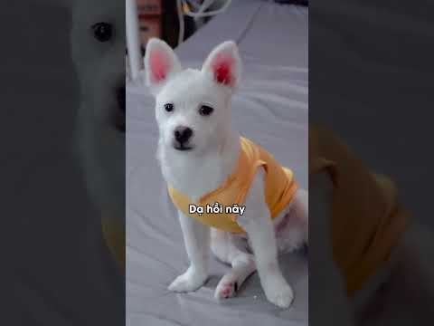 Mỡ luôn thương mẹ nhất 😍😍😍#pet #tieumodangyeu #thucung #dog #funny #vietcomedy @Thiện Nhân