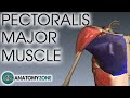 Pectoralis Major Anatomy and Function
