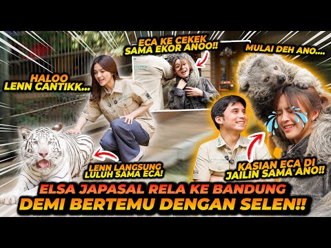 ECA AURA MASUK KANDANG HARIMAU KETEMU SELEN ! ADA 1 KORBAN AKIBAT SELEN !