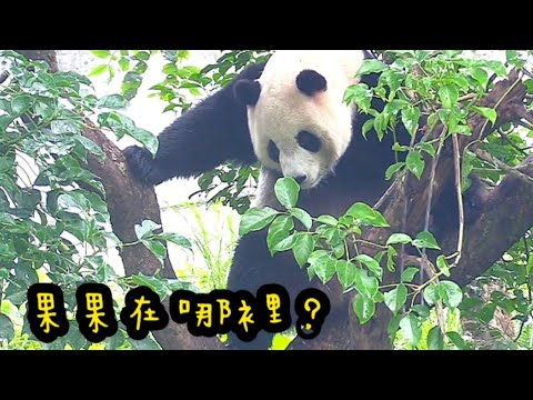 圓寶樹上找果果，圓寶說：摘的到的好像都摘完了|熊貓貓熊The Giant Panda Yuan Yuan and Yuan Bao|台北市立動物園