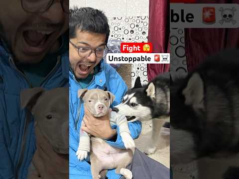 Bully Breed Under Attack 🚨☠️ #shorts #dog #husky #trendingsong #bullybreed | review reloaded ￼