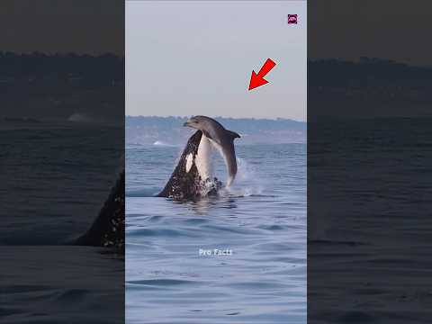 Why do dolphins come to shore? #facts #youtubeshorts #shorts
