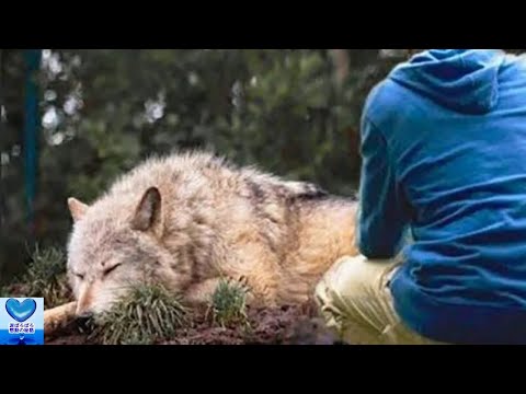 罠にかかったオオカミを救った男性。その４年後に驚くべきことが！【感動】