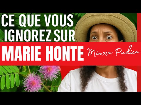 Marie honte (mimosa pudica) : cette plante cache des pouvoirs que tu ignores !
