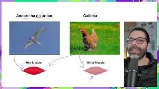 FIBRAS MUSCULARES VERMELHAS (Contração lenta) E BRANCAS (Contração rápida)