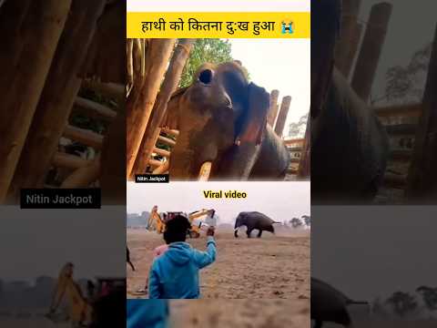 HYDERABAD ME HATHI PAR ATTACK 😥😥 #woodart #shortsfeed #trending