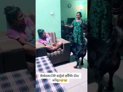 ඔයාගෙ ගෙදර ඉන්න සුරතලාගෙ නම මොකද්ද යාලුවනේ ??❤️ #trending #viral #tiktok #dog #animals #shorts