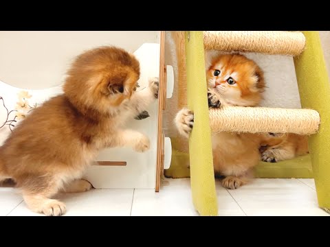 No matter how the kittens play, it all ends in a fun fight