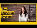 Exploring the Functions of the Muscular System