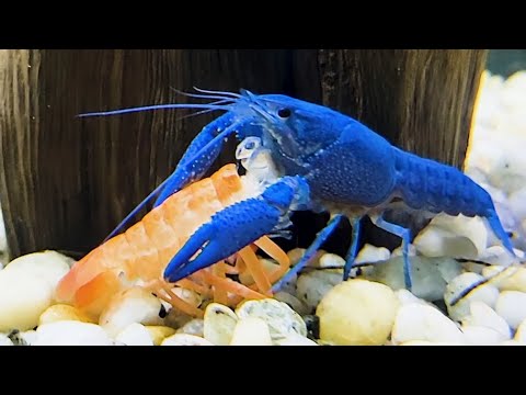 Blue Lobster Eats Red Lobster!