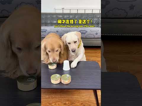 狗狗：防火防盗防主人Dogs: fire prevention, anti-theft and anti-owner #搞笑汪驾到#萌寵#寵物#搞笑#拉布拉多 #doglover #Labrador