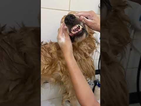 BANHO EM GOLDEN RETRIEVER