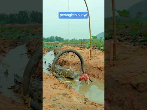 Proses pembuatan jerat buaya ‼️