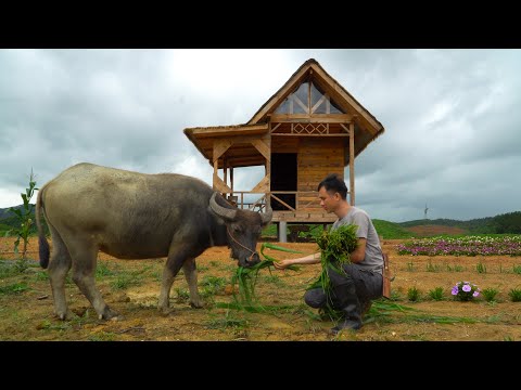 I Bought My First Buffalo, Planted Upland Rice, and Installed a Transparent Panel for My Cabin