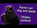 Fable's Surprising Behaviors and Reactions