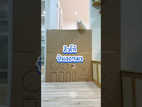 เกมลอดรูกล่องกระดาษ #ชาบูแมวมีปีก #cat #แมว #thaicats #แมวน่ารัก #catlover #pets #yourcat #cutecat