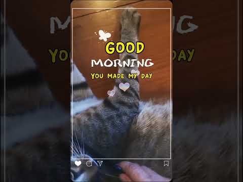 Goodmorning😉Youmademyday.แมว​goodmorningcat​แมวสลิด​lifestyl