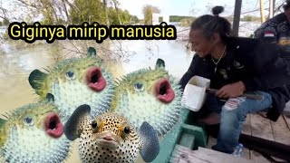 Panen ikan hias di muara,,,gak nyangka bisa dapat sebanyak ini