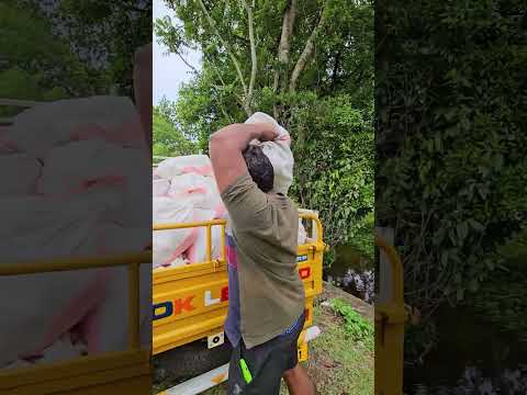 2000 kg കുമ്പളം വെള്ളത്തിൽ