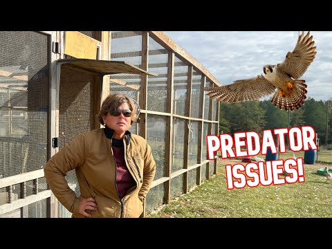 We Can't Believe a Hawk Did This!