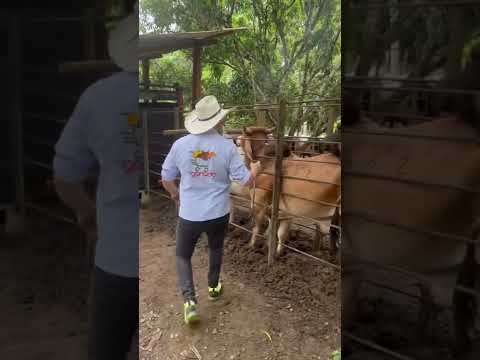 Marcando ganado 🐮