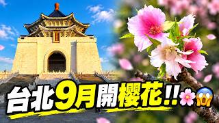 台北9月竟然開了🌸櫻花🌸｜4K HDR｜Cherry Blossoms in Taipei… in September?! 🌸😱