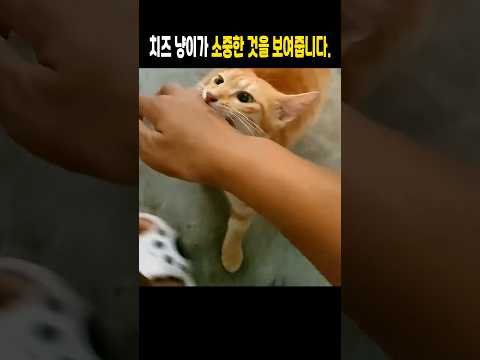 치즈 냥이가 소중한 것을 보여줍니다