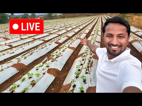 मेरे Capsicum Farm का लाइव अपडेट 🎥🔴Indian Farmer Live