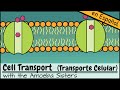 Exploring Cellular Transport Mechanisms