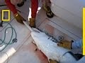Shark Procedure Challenges and Observations