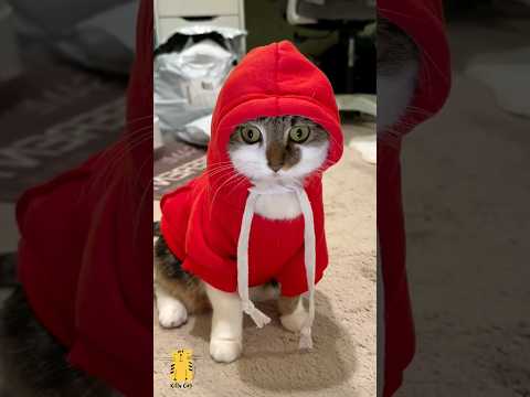Funny Cat & Cute Kittens520π» #shorts #kucing #kucinglucu #funny #pet #cat #foryou #viral #viralvideo