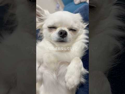 5月13日は愛犬の日🐶#チワワ