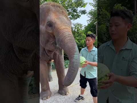 Never feed such food to an elephant? 🤔 #shortvideo