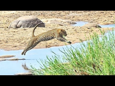 Leopard leaping in the Sabie River River Kruger National Park B1 Photo Safaris