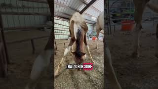 This Foal Has LONG LEGS! #horse #foal #baby #farmlife
