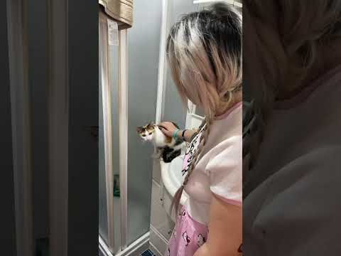 |DIA3| Intentando enseñar a mis gatos a hacer kk en el wc. #cat #animals #catlover #gatoschistosos