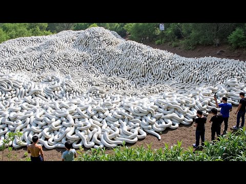 Japón Llevó Asesinos de Serpientes a una Isla, 25 Años Después Todos Quedaron Impactados