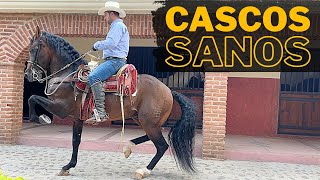 ⭐️Todo sobre los CASCOS de los CABALLOS BAILADORES | Bogard López (Parte 3)